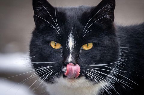 Ein schawrzer Kater mit weißer Blässe leckt sich das Maul