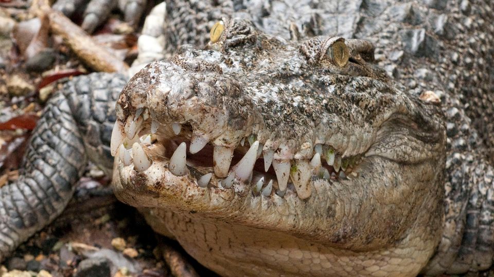 Mann verschwindet beim Angeln – Polizei findet seine Überreste in 4-Meter-Krokodil