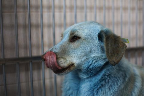 Hund mit blau gefärbtem Fell in einer Rettungsstation.