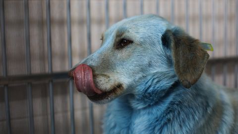 Hund mit blau gefärbtem Fell in einer Rettungsstation.