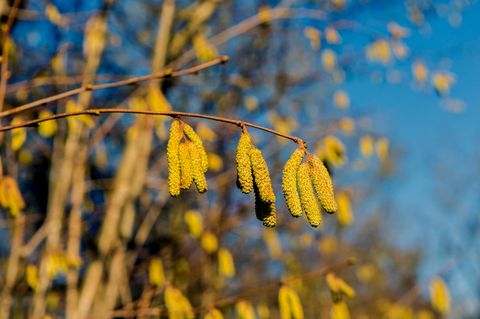 Pollenallergiker müssen sich auf höhere Belastung einstellen