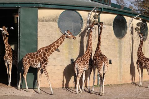 Giraffen im Winchester Zoo