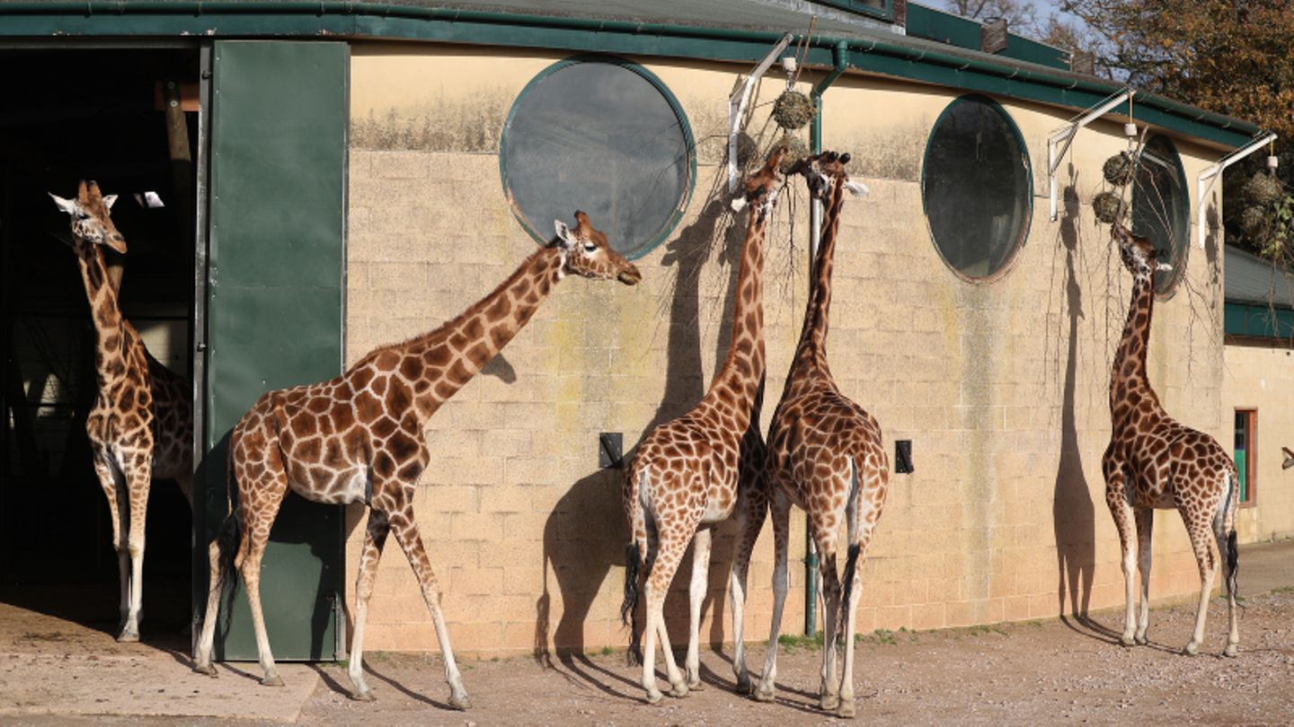Giraffen im Winchester Zoo
