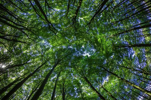 450 Milliarden Dollar wird laut Hochrechnungen die Summe betragen, die dieses Jahr in Green Bonds investiert wird.