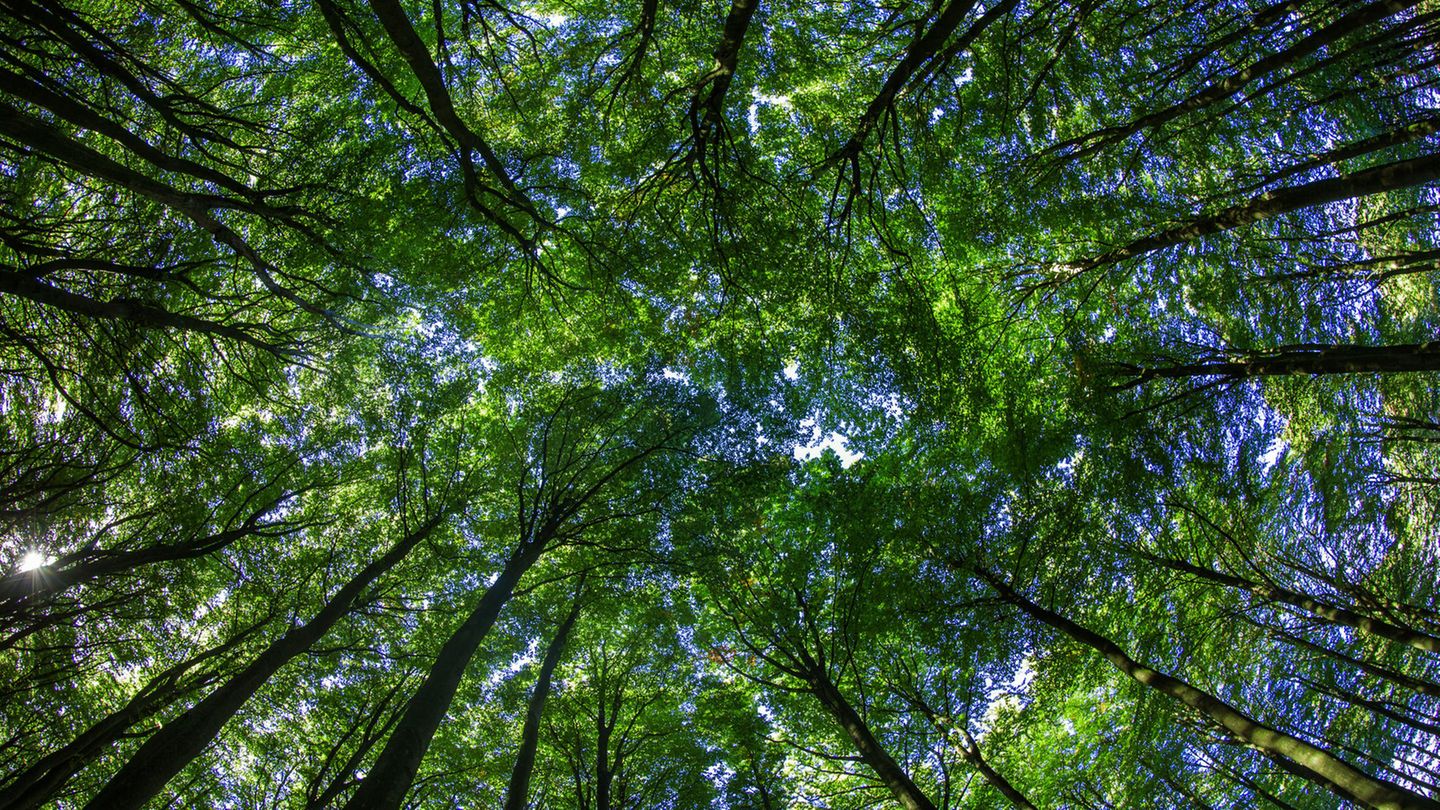 450 Milliarden Dollar wird laut Hochrechnungen die Summe betragen, die dieses Jahr in Green Bonds investiert wird.