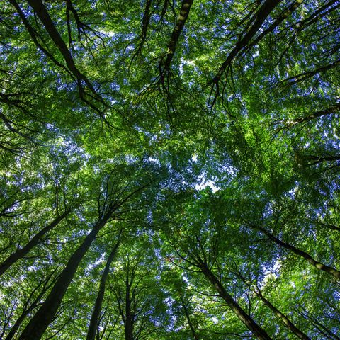 450 Milliarden Dollar wird laut Hochrechnungen die Summe betragen, die dieses Jahr in Green Bonds investiert wird.