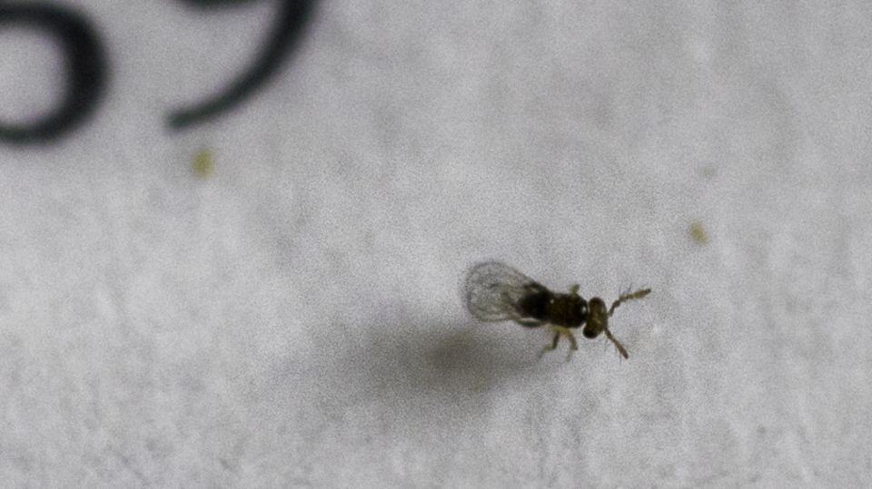 Eine Schlupfwespe auf einem Stück Papier Eine Schlupfwespe auf einem Stück Papier