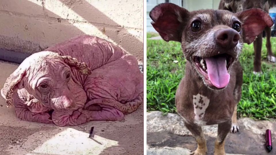 Ein Hund bevor und nachdem er aus einem Tierheim adoptiert wurde