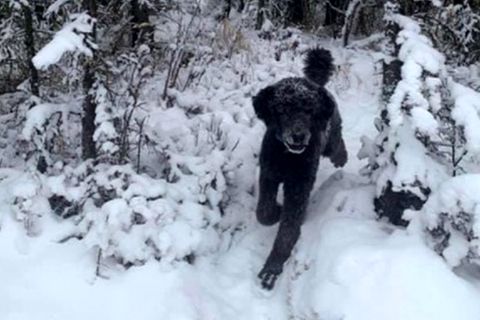 Optische Täuschung: Sehen Sie hier einen Mann oder einen Hund?