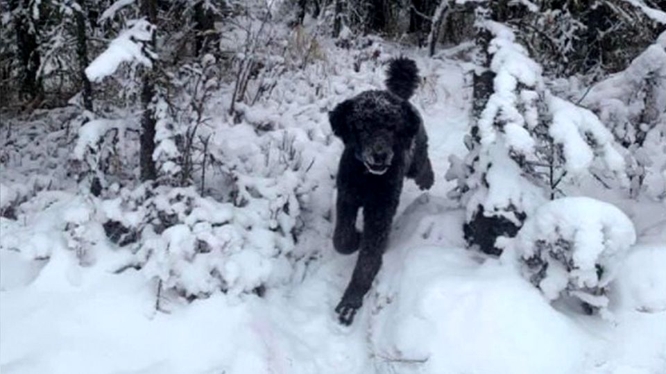 Sehen Sie einen Mann oder einen Hund? Foto treibt Internet-User in den Wahnsinn Optische Täuschung: Sehen Sie hier einen Mann oder einen Hund?