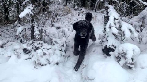 Optische Täuschung: Sehen Sie hier einen Mann oder einen Hund?