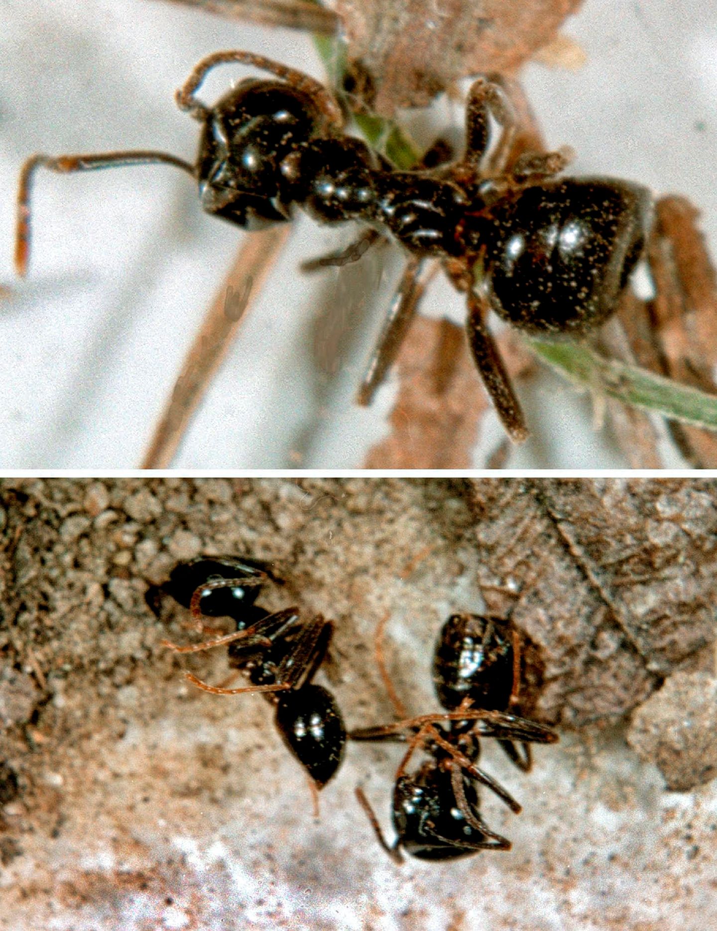 Die sichergestellten Insekten, fotografiert unter dem Mikroskop