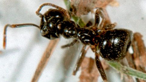 Die sichergestellten Insekten, fotografiert unter dem Mikroskop