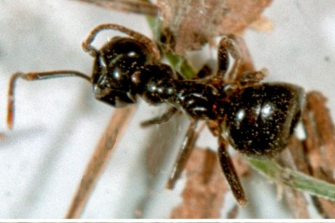 Die sichergestellten Insekten, fotografiert unter dem Mikroskop