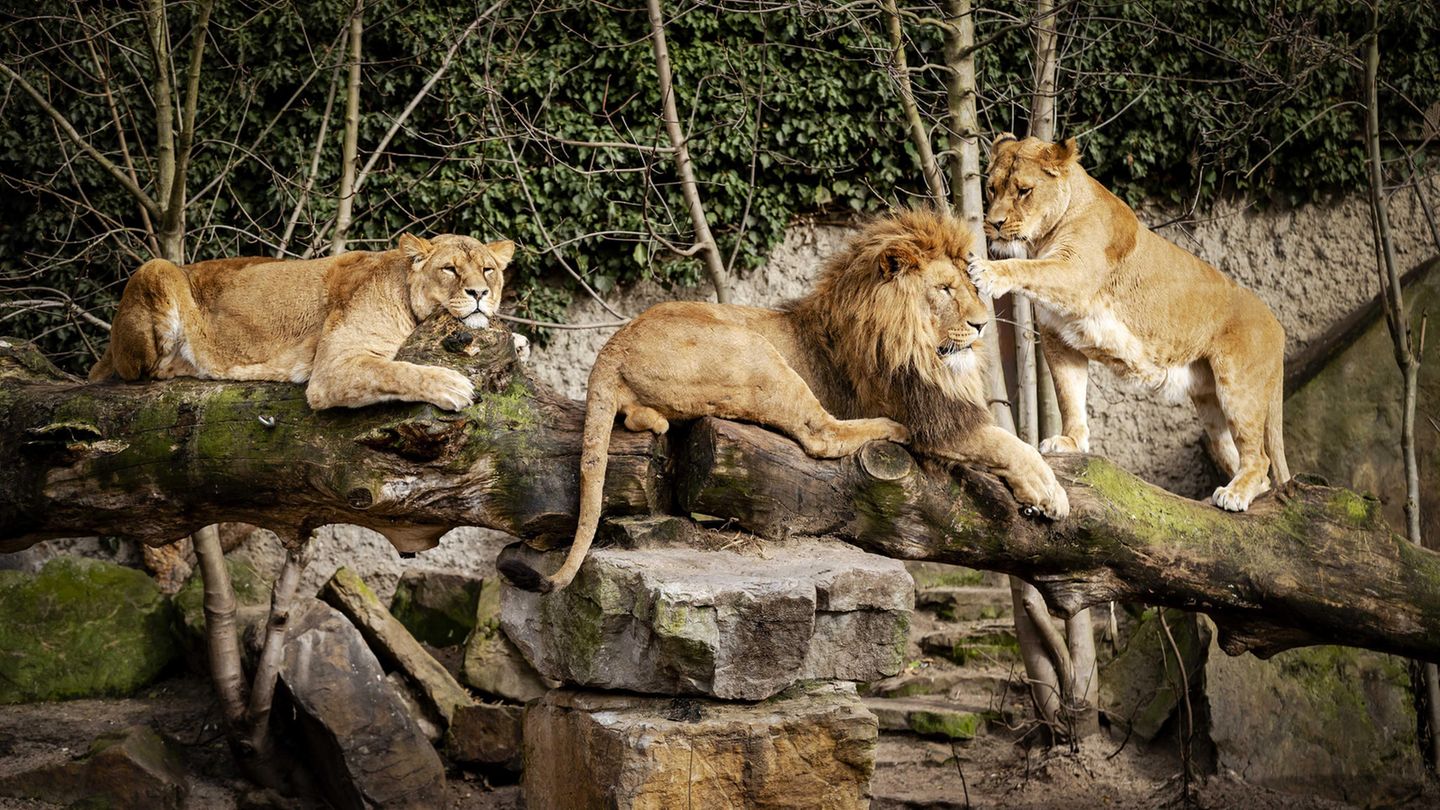 Löwen in einem Zoo