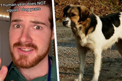 Tierarzt erklärt, dass ein Menschenjahr nicht gleich sieben Hundejahre bedeuten