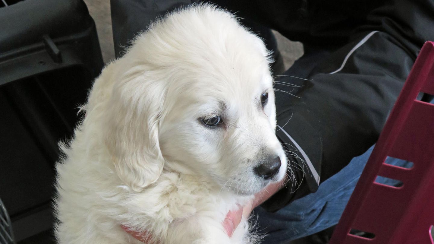 Eine Hundewelpe wird aus einem Transportkasten gehoben