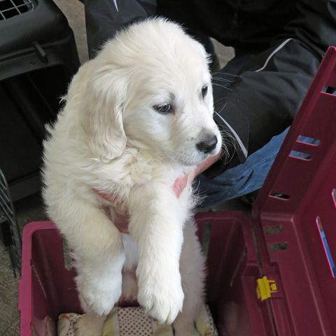 Eine Hundewelpe wird aus einem Transportkasten gehoben