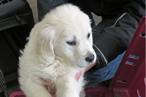 Eine Hundewelpe wird aus einem Transportkasten gehoben