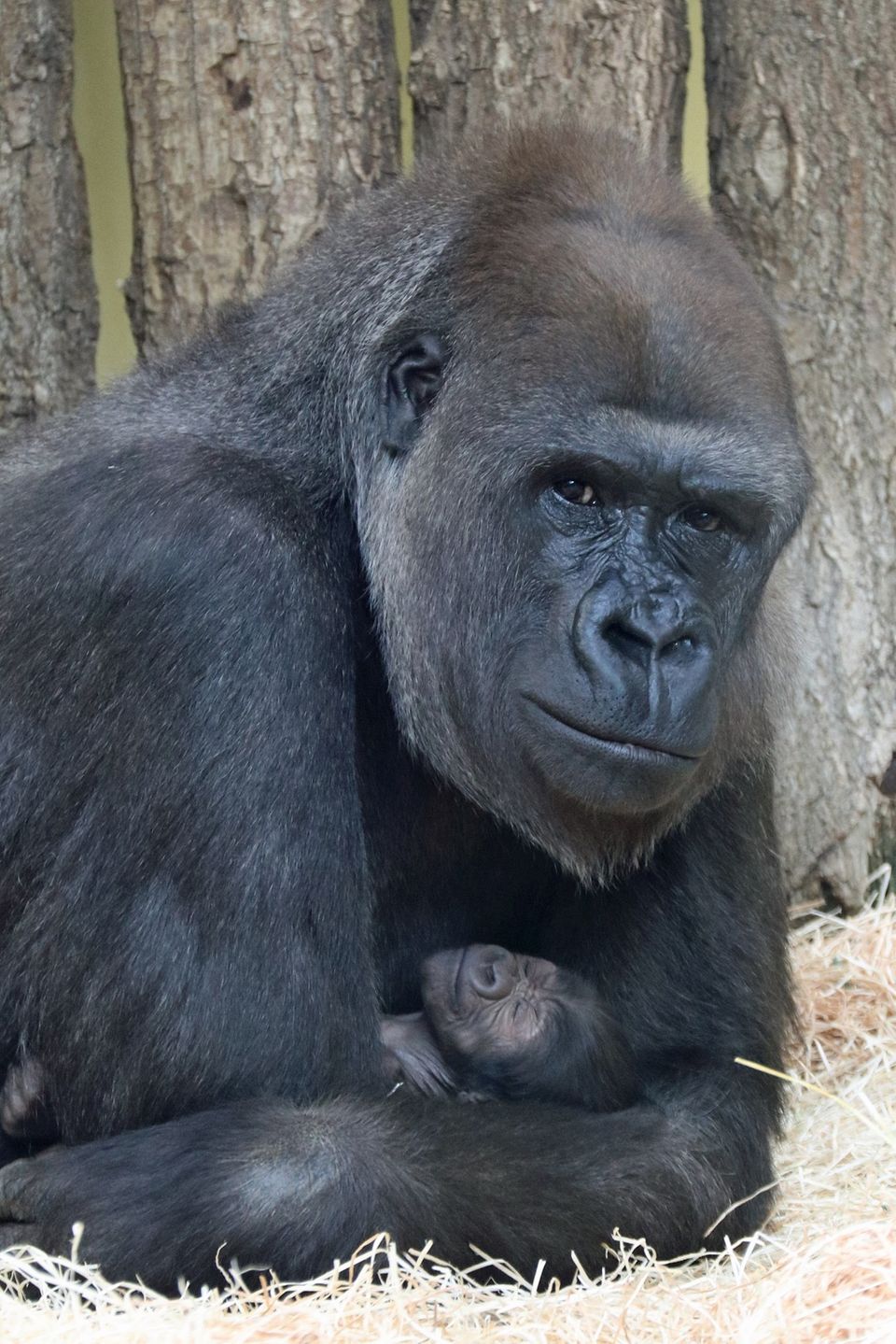 Nachrichten Deutschland Berlin Gorilla-Mutter Bibi mit ihrem Nachwuchs