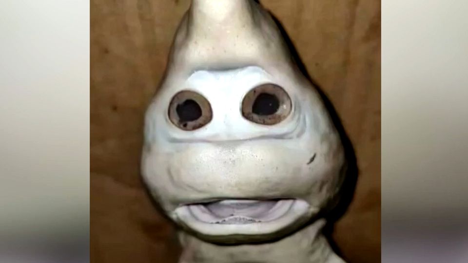 Haifisch mit menschlichem Gesicht Haifisch mit menschlichem Gesicht