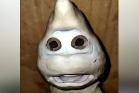 Haifisch mit menschlichem Gesicht