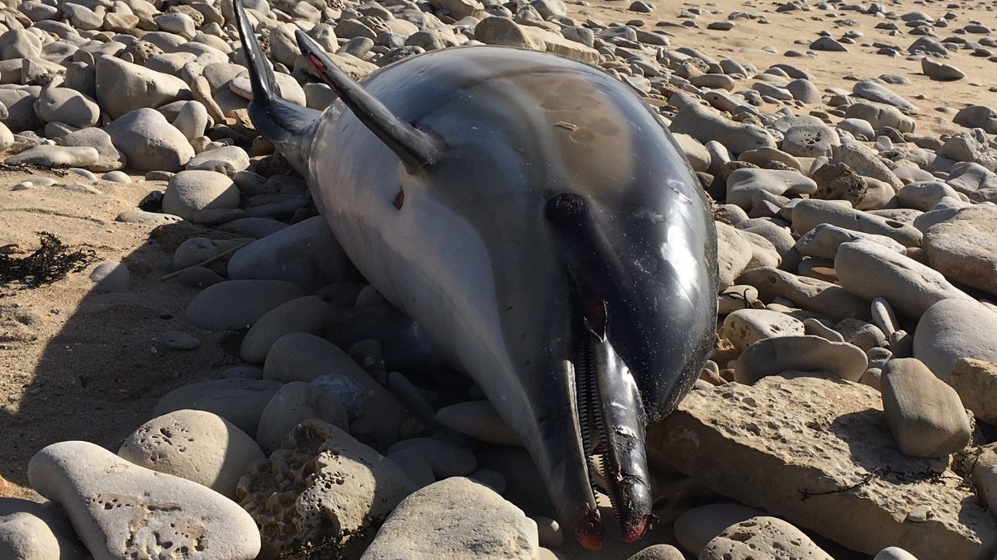 Auf der ganzen Welt werden immer wieder tote Delfine an Land gespült
