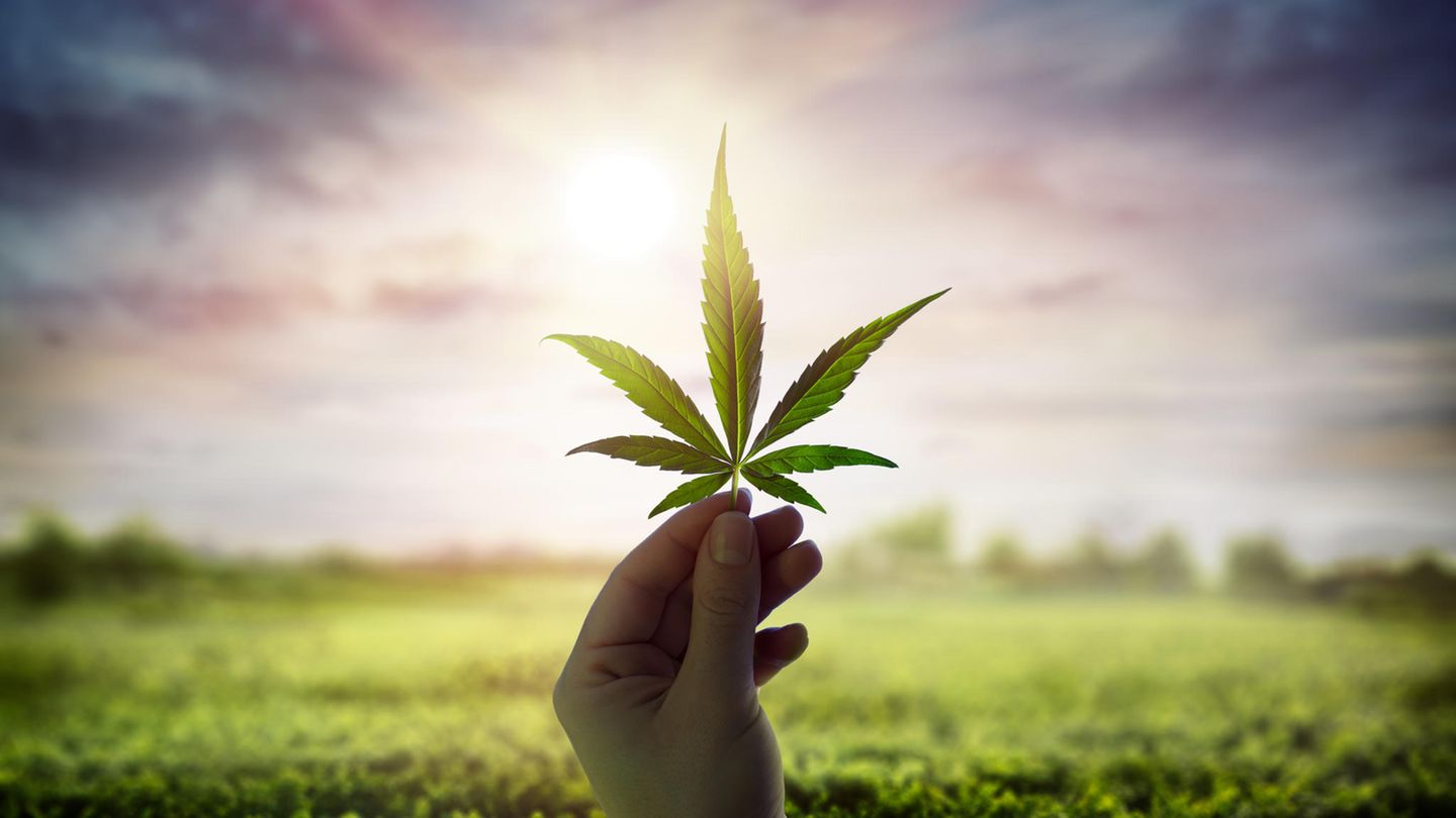 Hemp or cotton: which is more sustainable? Hemp or cotton: which is more sustainable?