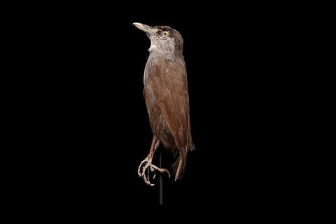 Schwarzbrauen-Mausdrossling
