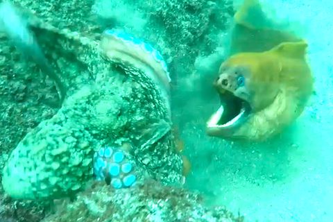 Angriff aus dem Hinterhalt: Bissige Muräne attackiert Oktopus