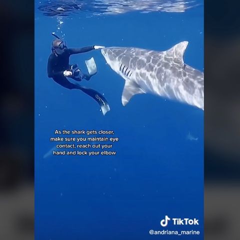 Die Hai-Expertin bleibt ganz ruhig, während der Raubfisch ihr ganz nah kommt