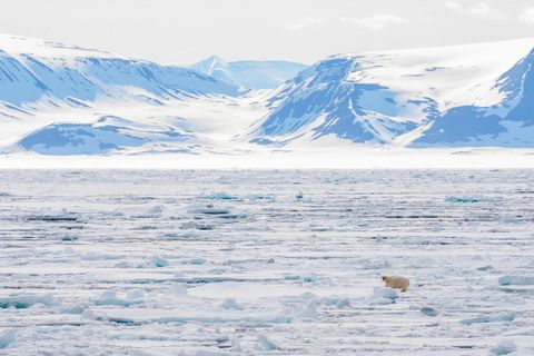 Ein Eisbär steht auf einer ausgedehnten Treibeisfläche im Norden von Spitzbergen