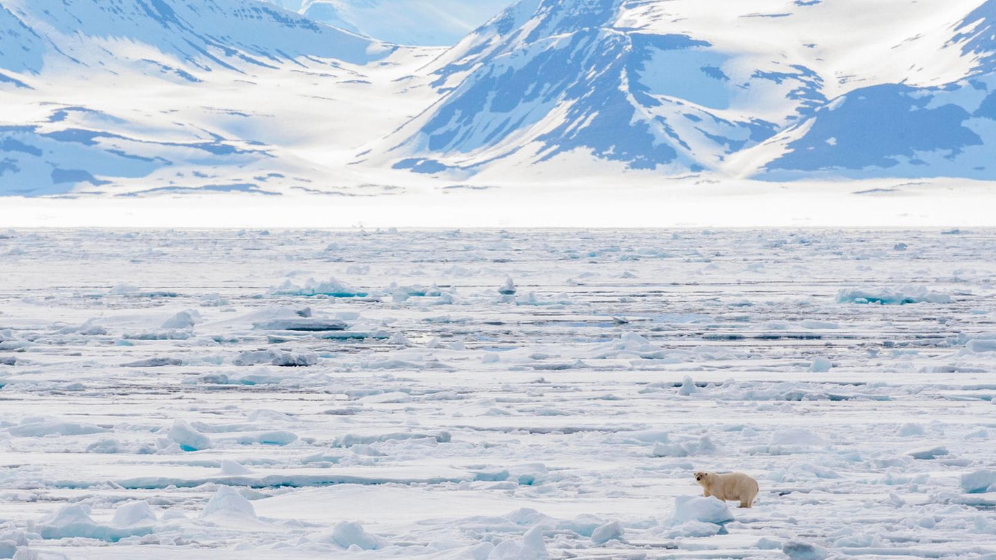 Ein Eisbär steht auf einer ausgedehnten Treibeisfläche im Norden von Spitzbergen