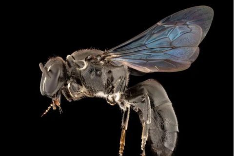 Die wiederentdeckte Bienenart Pharohylaeus lactiferus