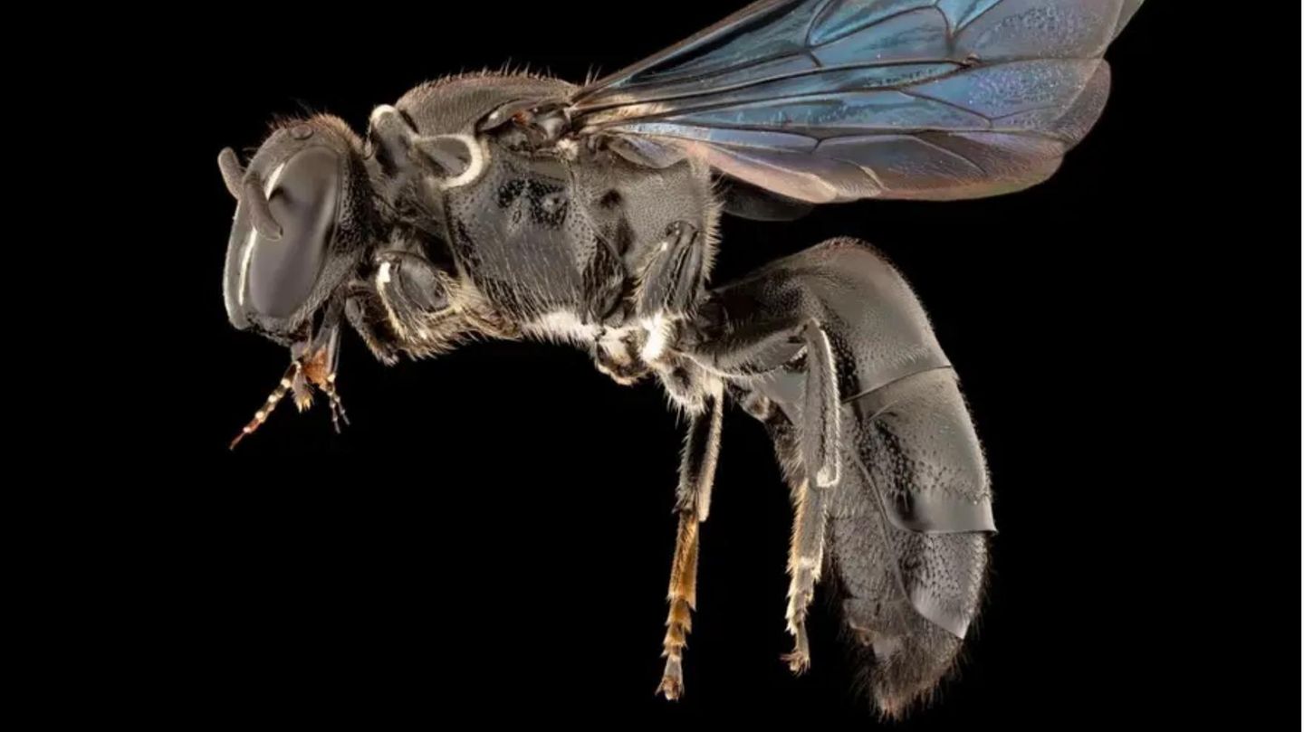 Die wiederentdeckte Bienenart Pharohylaeus lactiferus