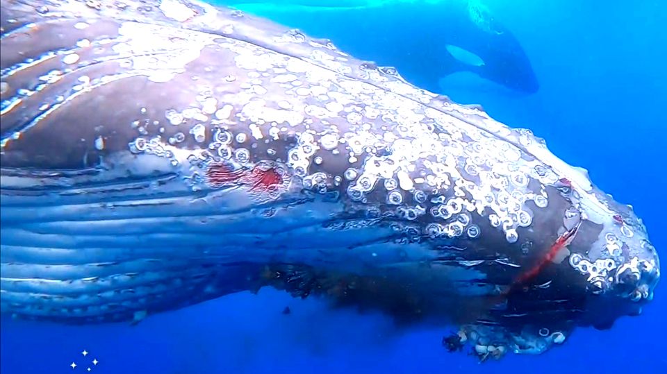 Valiente ballena jorobada se defiende contra 15 orcas - lucha dura cuatro horas