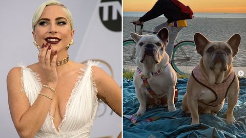 Lady Gaga freut sich, dass ihre entführten Hunde wieder da sind