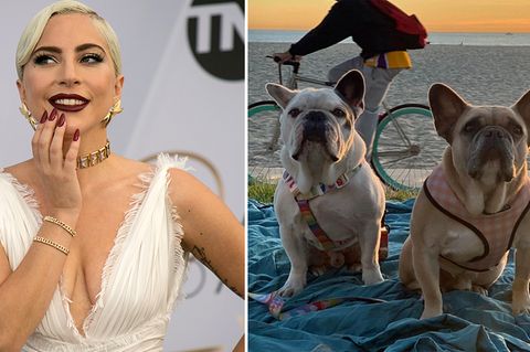 Lady Gaga freut sich, dass ihre entführten Hunde wieder da sind