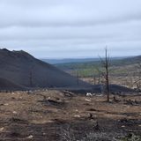 In der ganzen Region der Kola-Halbinsel wurde die Luft verpestet und die Vegetation verwüstet. Über viele Quadratkilometer hinweg starben alle Bäume ab.