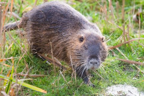 Ein Nutria an einem Teichrand
