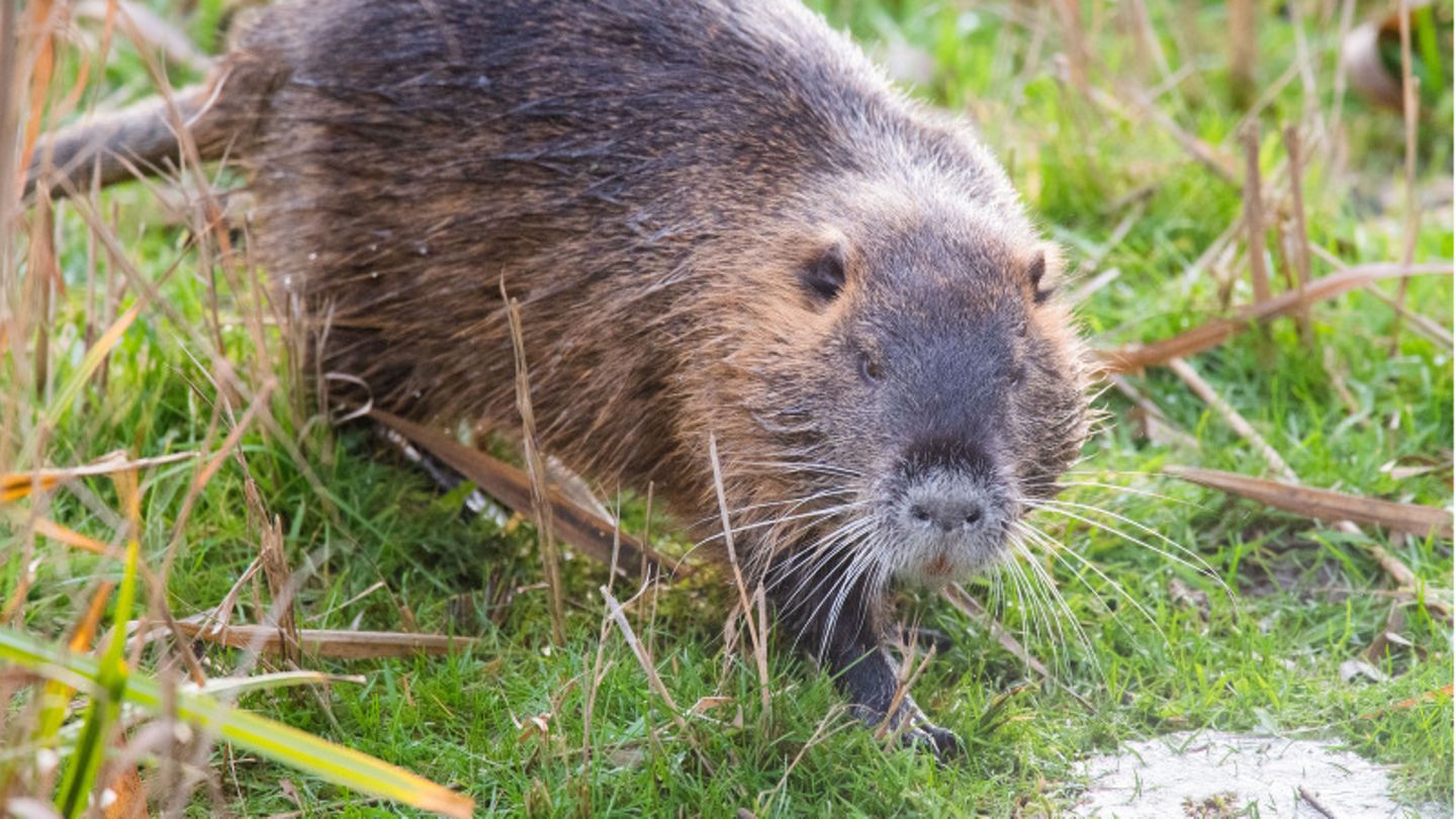 Ein Nutria an einem Teichrand