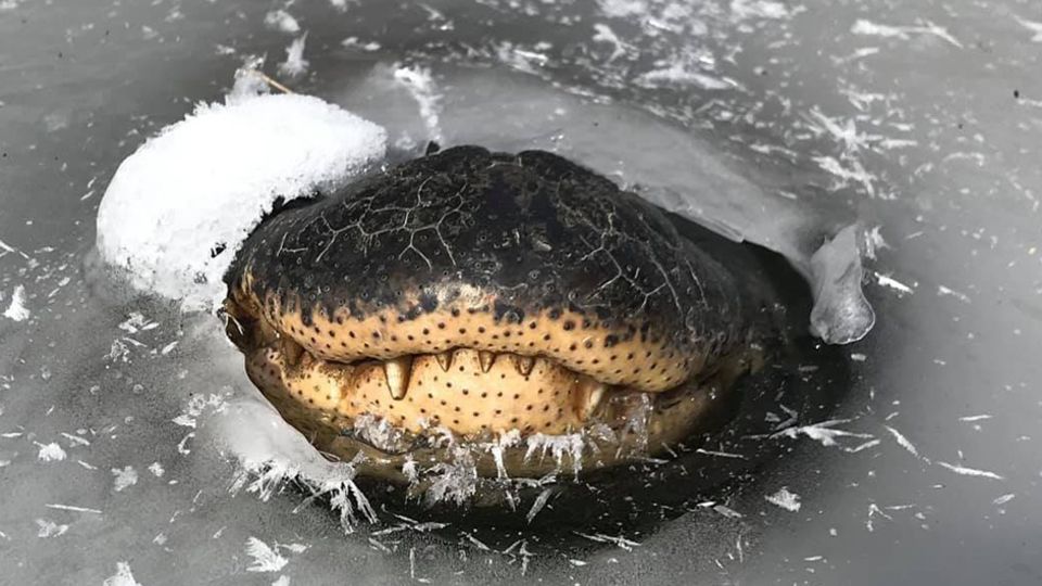 Krokodile