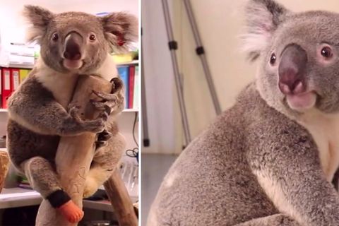 Triumph – dreibeiniger Koala bekommt eine neue Prothese