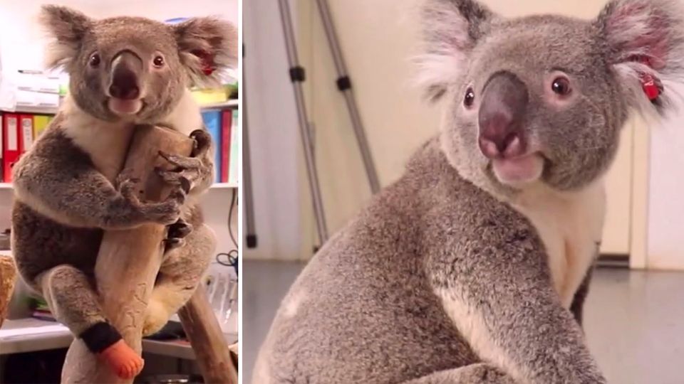 Triumph – dreibeiniger Koala bekommt eine neue Prothese Triumph – dreibeiniger Koala bekommt eine neue Prothese