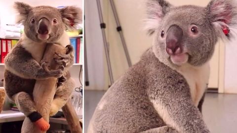 Triumph – dreibeiniger Koala bekommt eine neue Prothese
