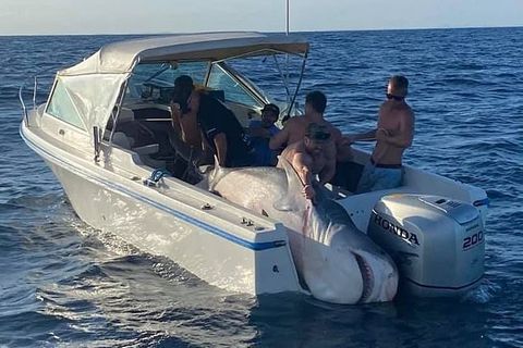 Ein 400 Kilogramm schwere Hai liegt auf einem kleinen Fischerboot