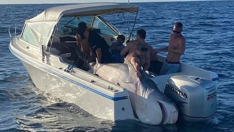 Ein 400 Kilogramm schwere Hai liegt auf einem kleinen Fischerboot