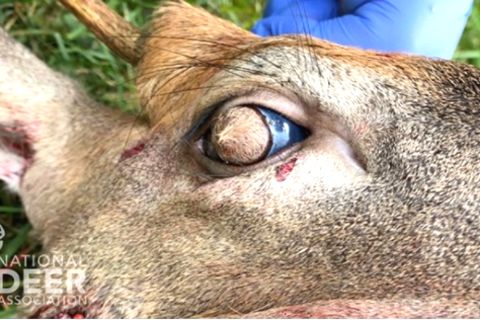 Gruselige Fotos: Reh wächst Fell aus den Augen – ist das wirklich echt?