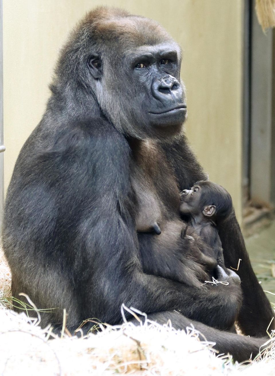 Gorilla-Mutter Bibi hält ihrim Zoo Berlin geborenes Jungtier im Arm