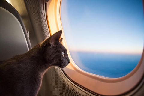 Katze im Flugzeug